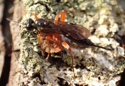 Réf. 350 529 : Pimpla sp.